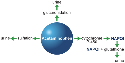 Acetaminophen Metabolism Chart